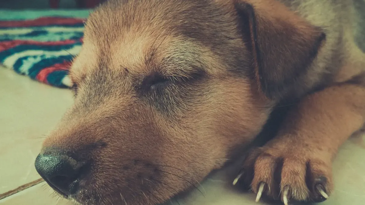 Dog with eyes closed
