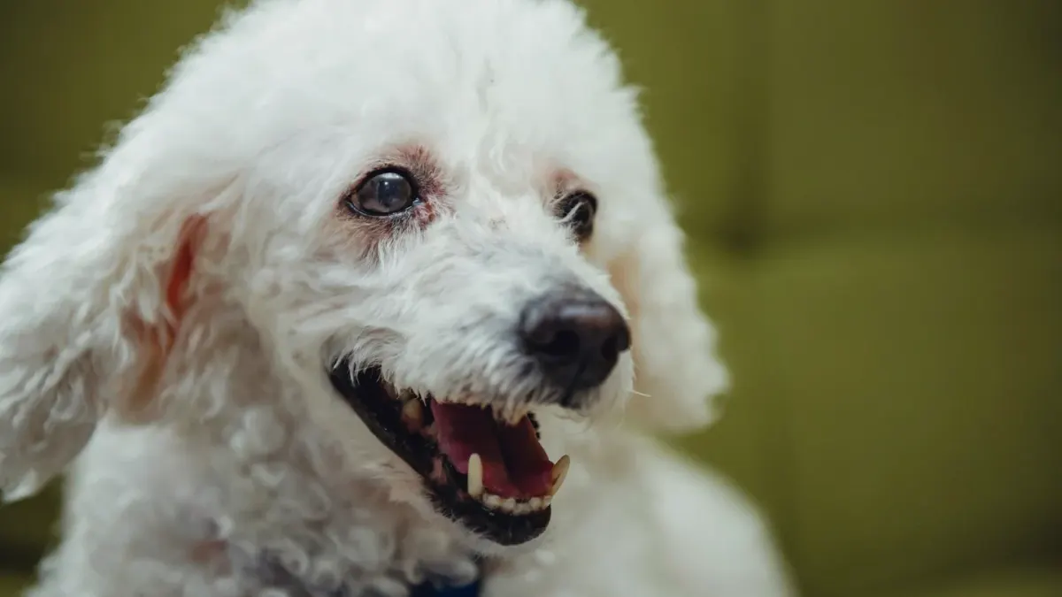 Dog yawning at home