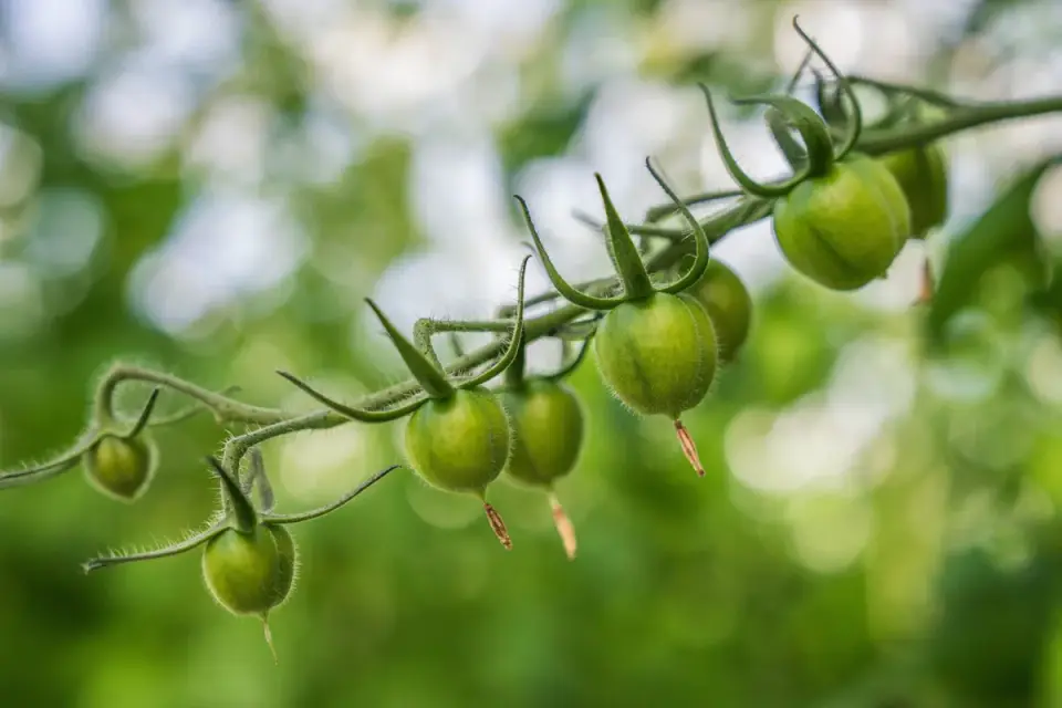 Green, unripe tomatoes still attached to a vine in a garden bed