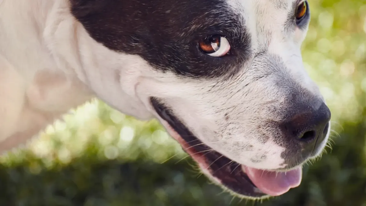 Grey muzzle senior dog portrait