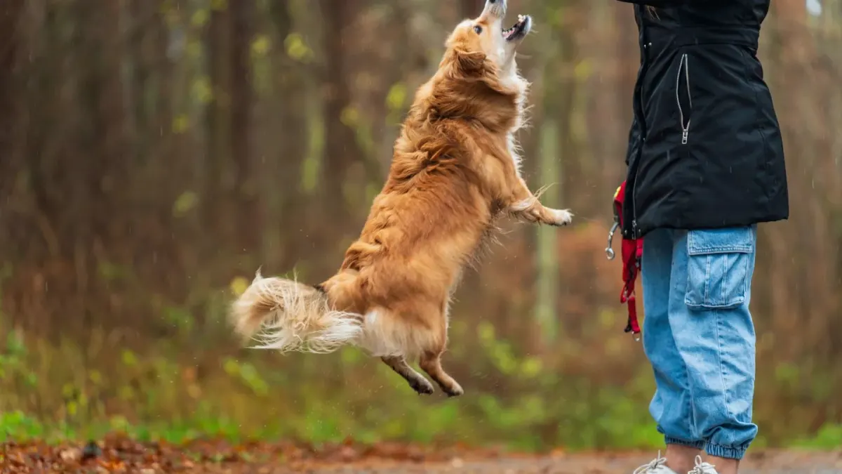 Older dog owner park