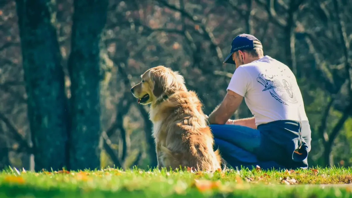 Older dog with an owner in a park