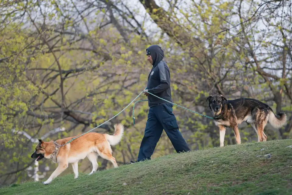 Older dog with an owner in a park