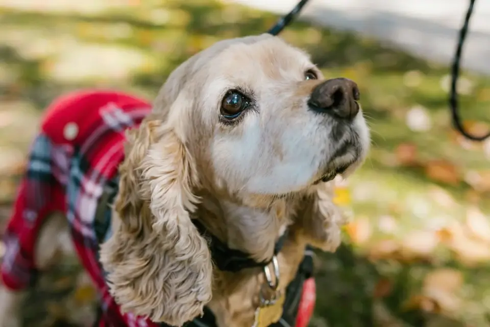 Older dog with an owner in a park