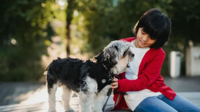 Older dog with an owner in a park