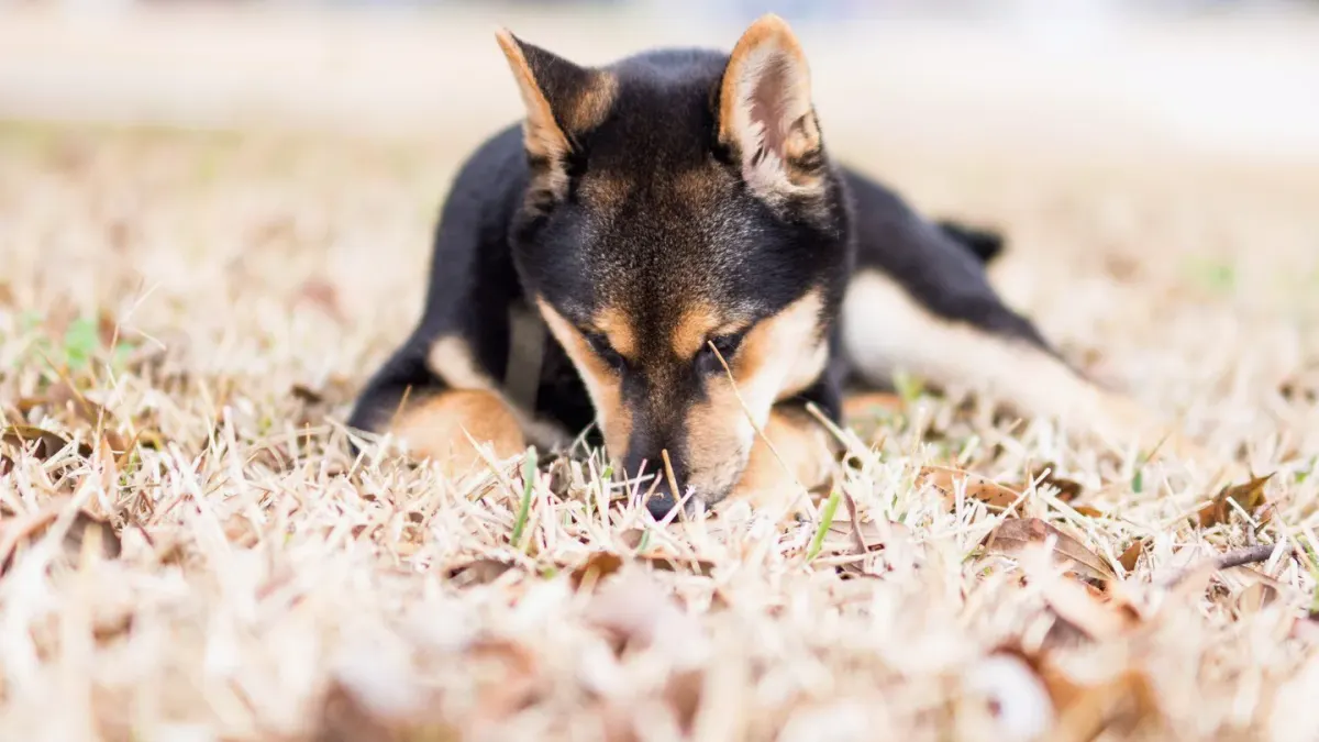 Puppy eating from a bowl