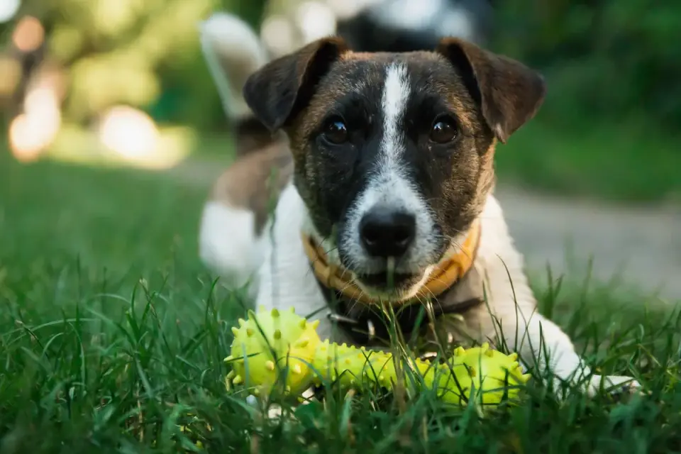 Senior dog in a garden