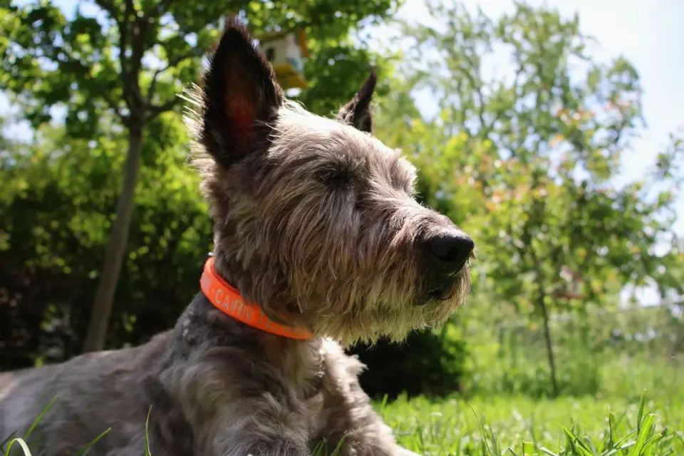Senior dog in a garden