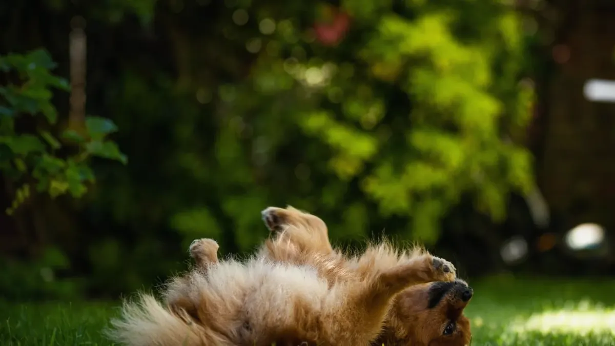 Senior dog in a garden