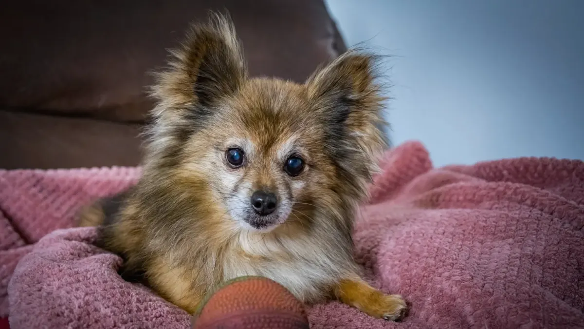 Senior dog on a bed
