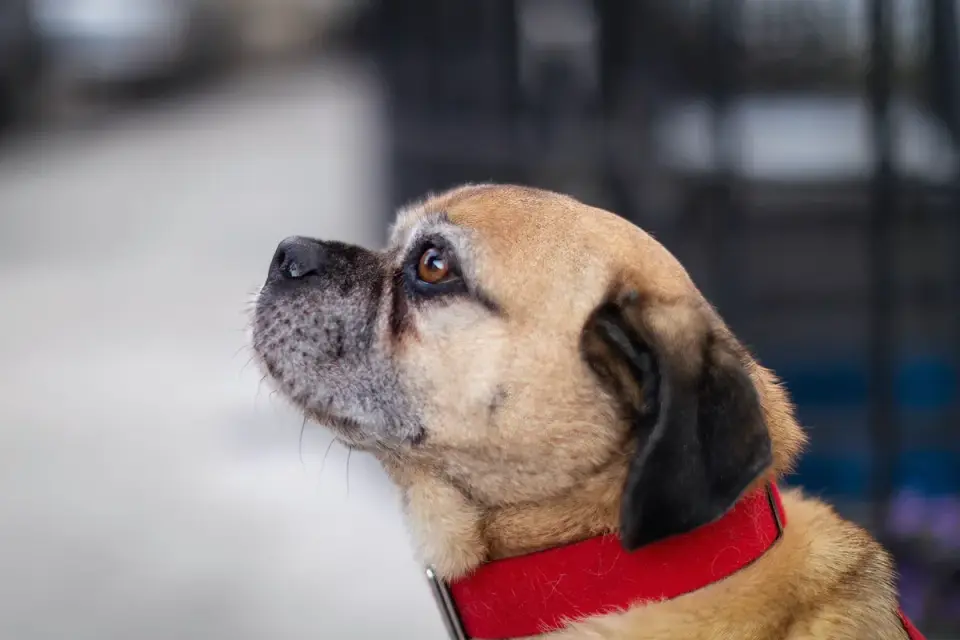 Senior dog portrait