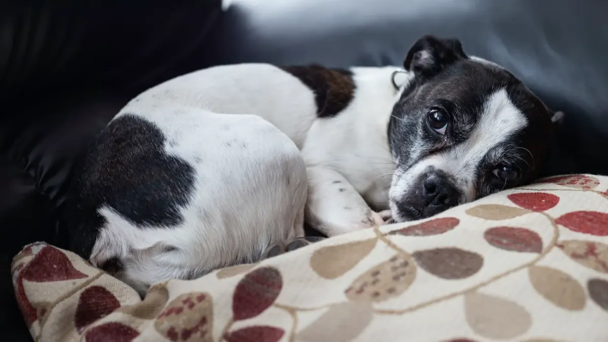 Senior dog resting at home
