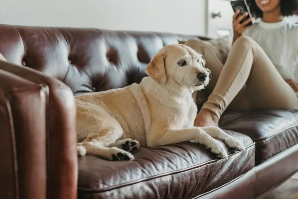 Senior dog resting at home