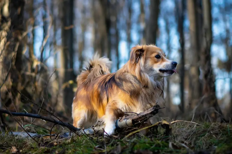 Senior dog walking outdoors