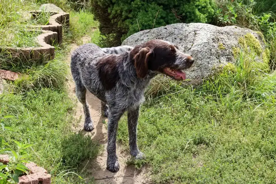 Senior dog walking outdoors