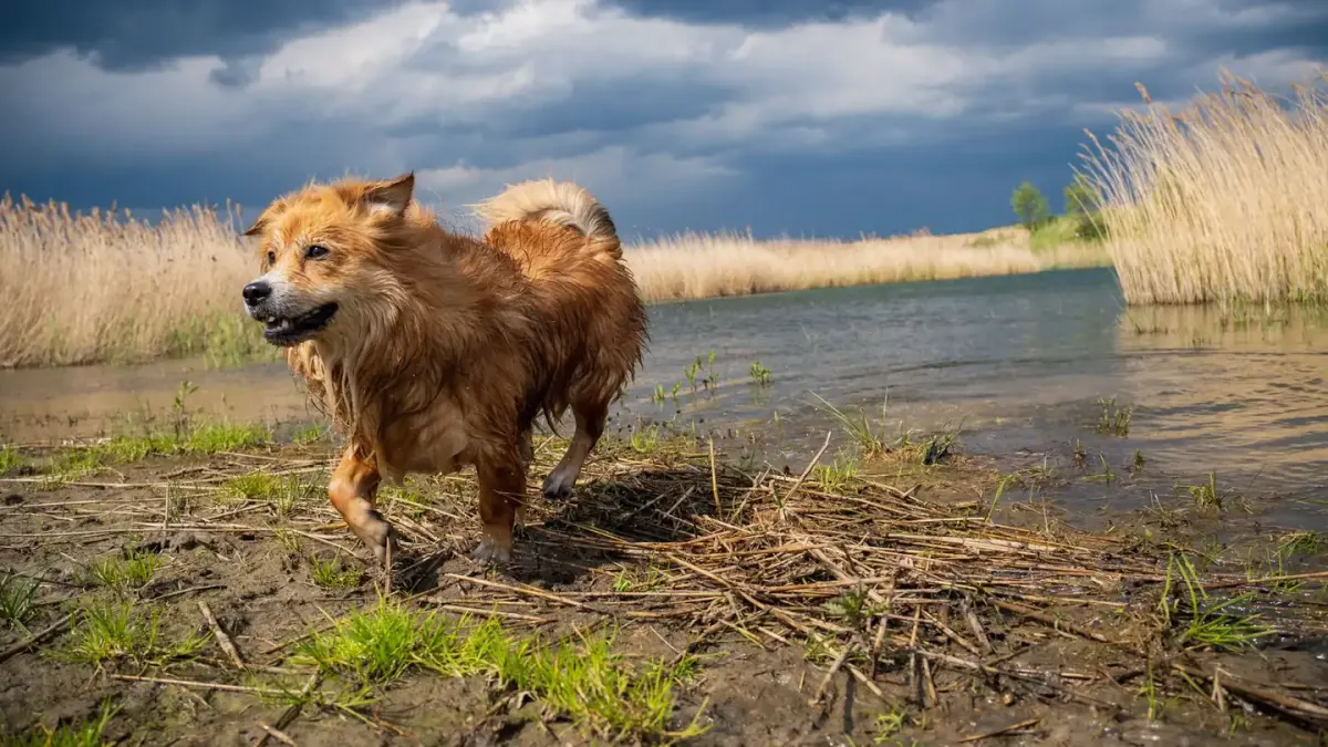 Senior dog walking outdoors