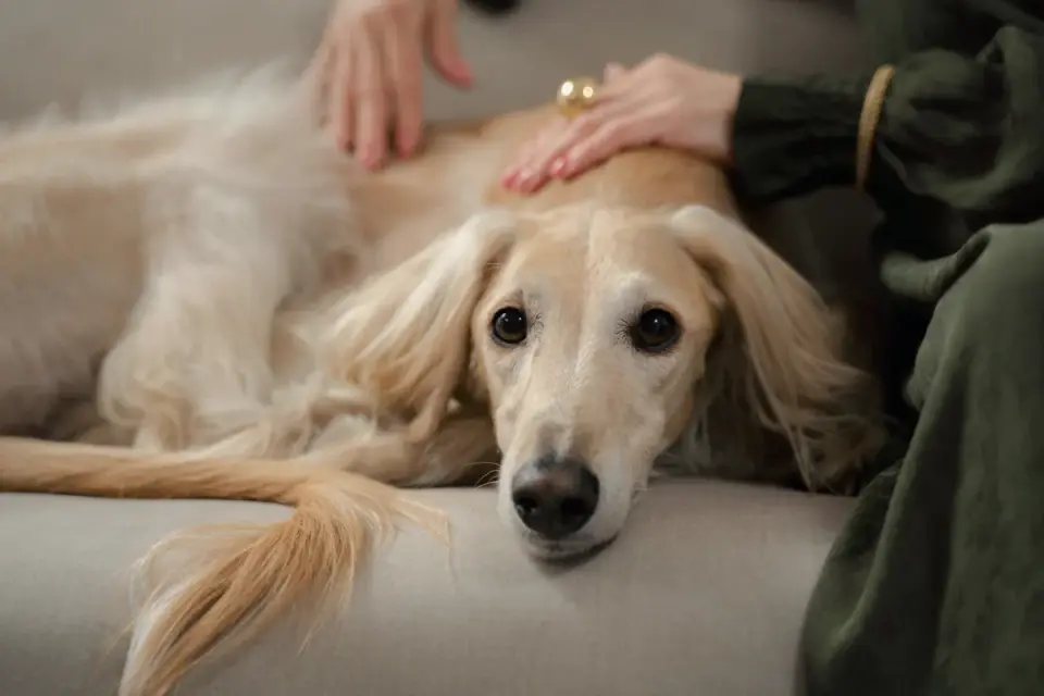 Senior dog walking with an owner