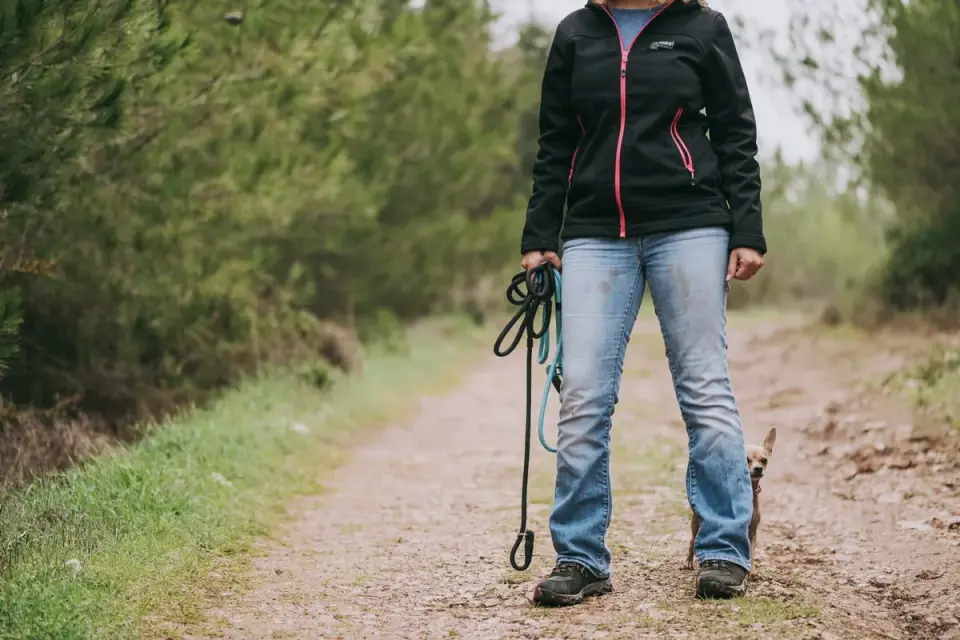 Senior dog walking with an owner