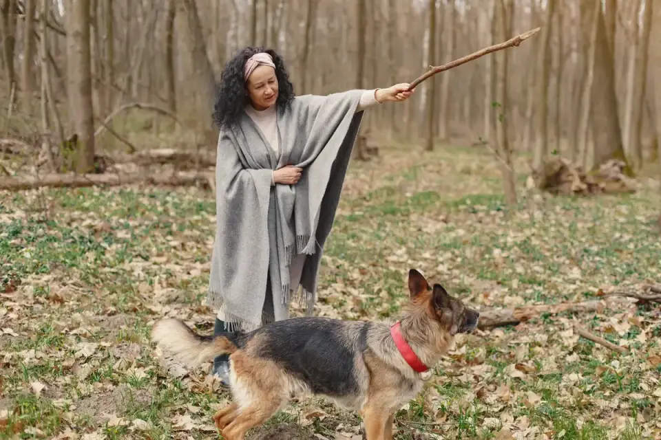 Senior dog walking with an owner