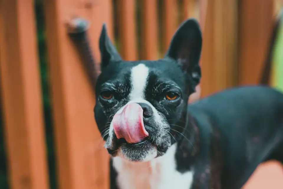 Small puppy licking frozen pureed treat out of a silicone mold