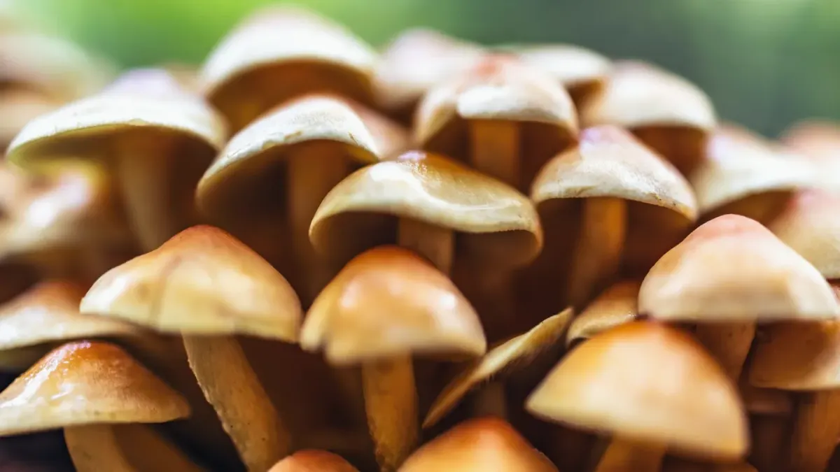 Small wild mushrooms growing in grass near a garden fence