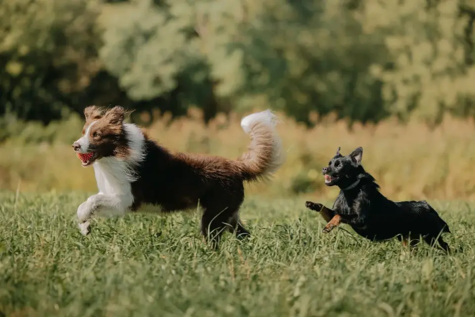 Two dogs mid-chase in a backyard, one turning back toward the other