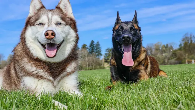 Two dogs mid-wrestle on a lawn, bodies loose and bouncy, one rolling onto its back