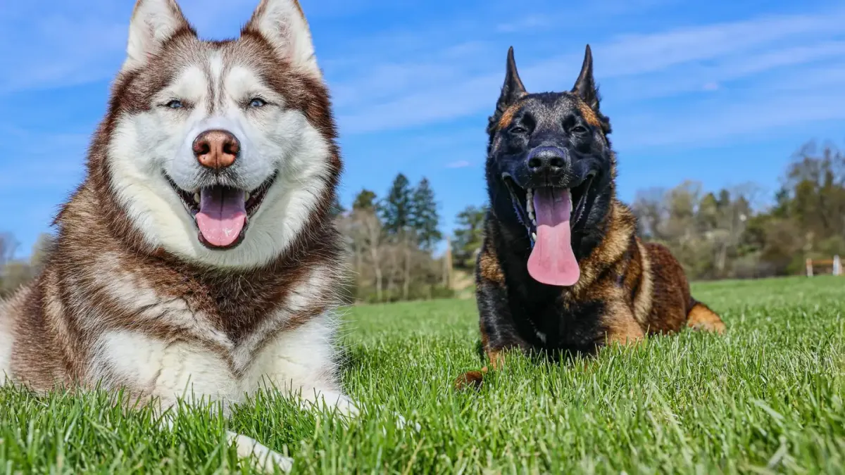 Two dogs mid-wrestle on a lawn, bodies loose and bouncy, one rolling onto its back