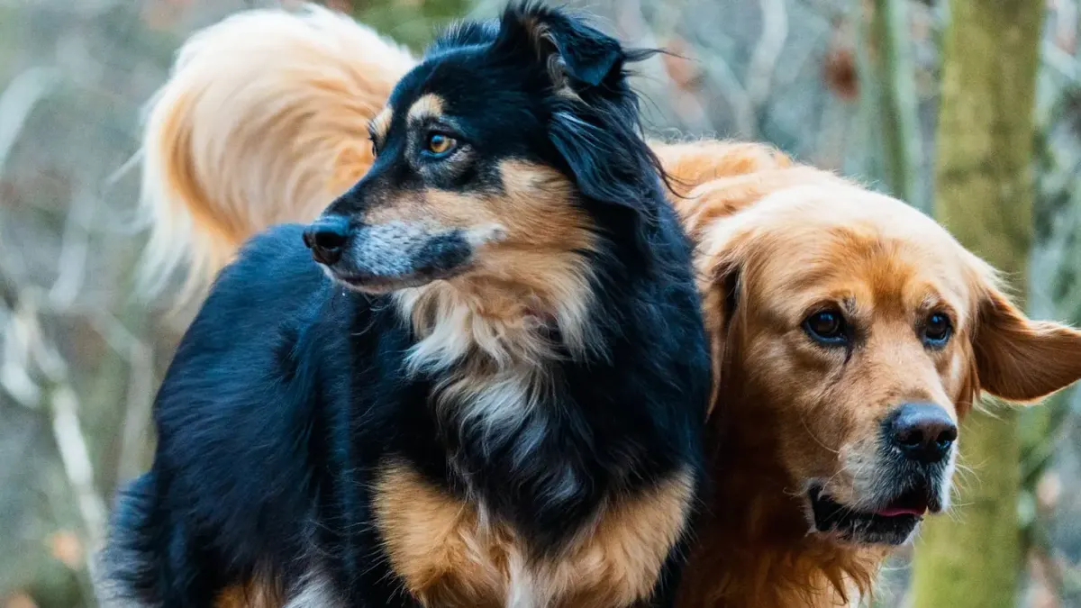 Two dogs playing