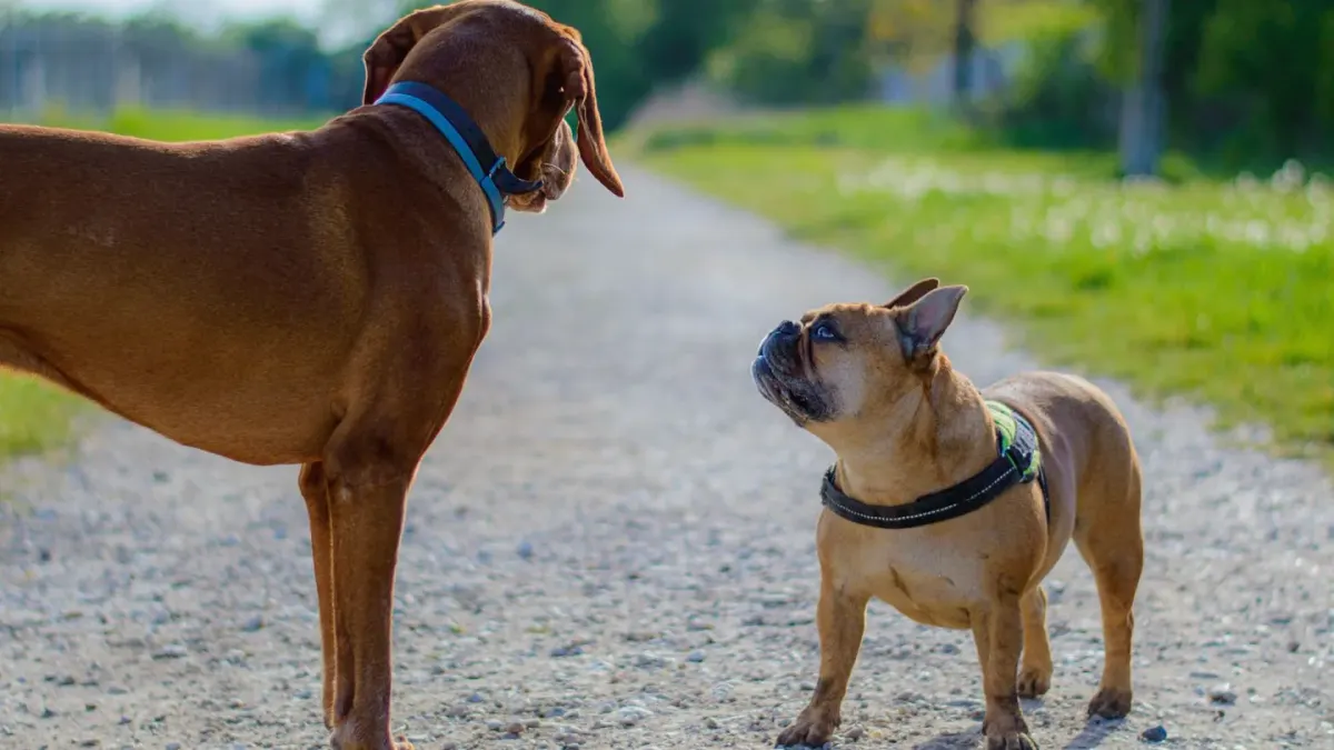 Two dogs playing