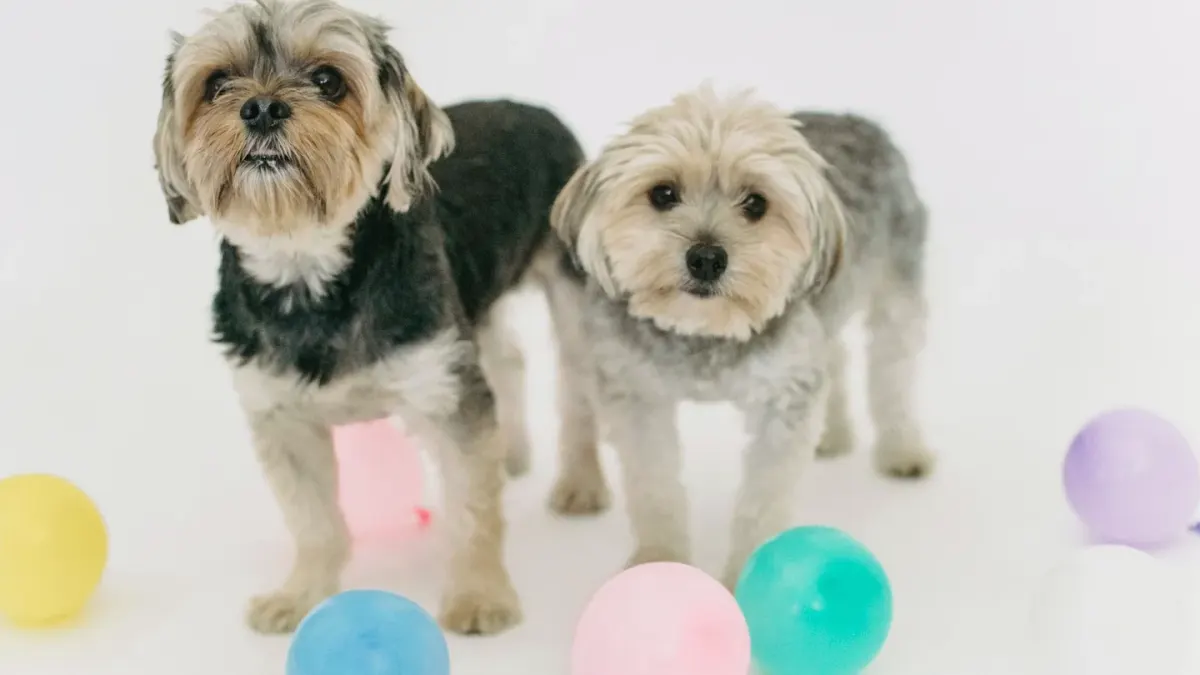 Two dogs playing