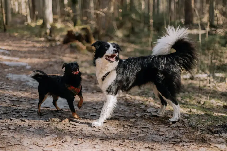 Two dogs playing