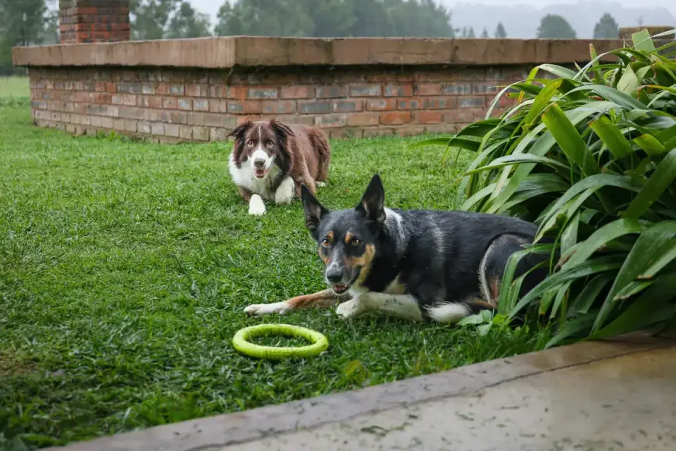 Two dogs playing together in a backyard