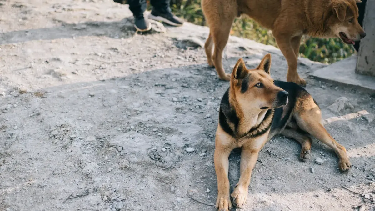 Two dogs playing